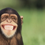 laugh-chimp