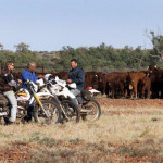 Workers from the Anna Creek cattle station take a