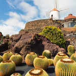 cactus garden